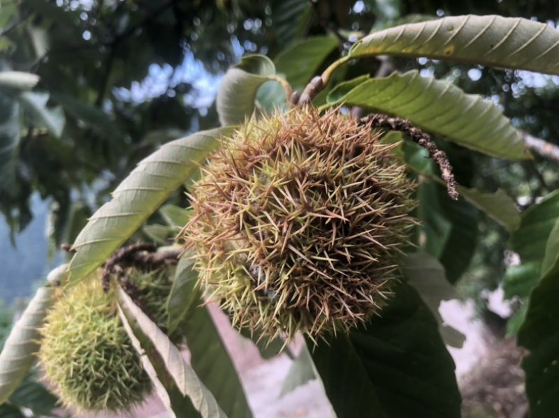 玉皇板栗基地直销