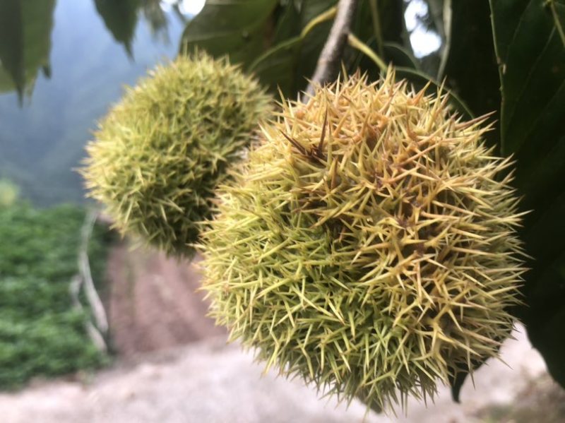 玉皇板栗基地直销