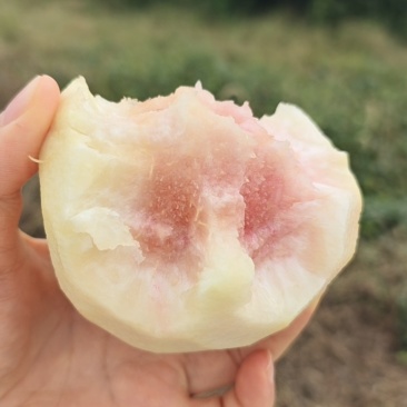 冬桃