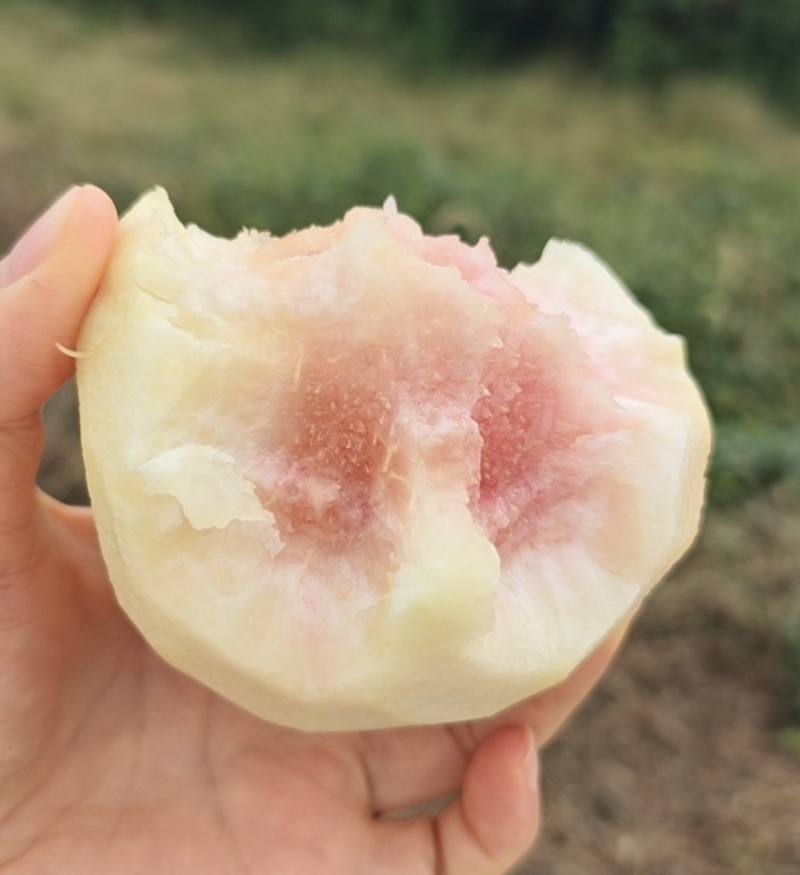 冬桃