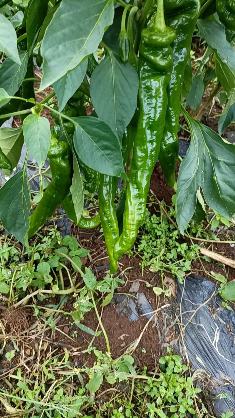 各种辣椒
