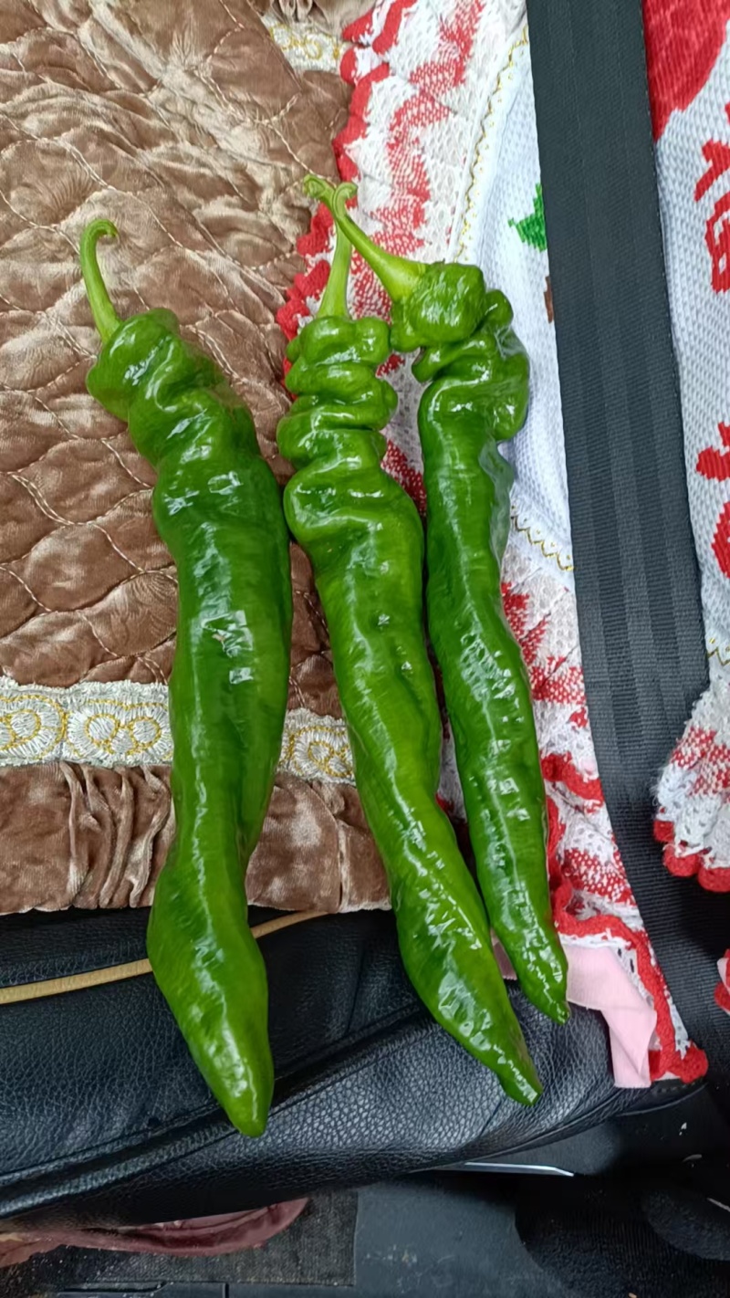 各种辣椒