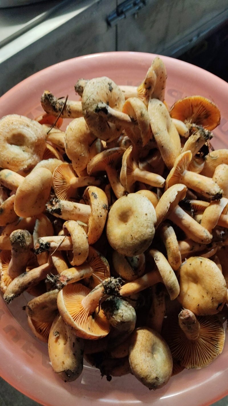 野生松树菌，***野生菌，批发，零售