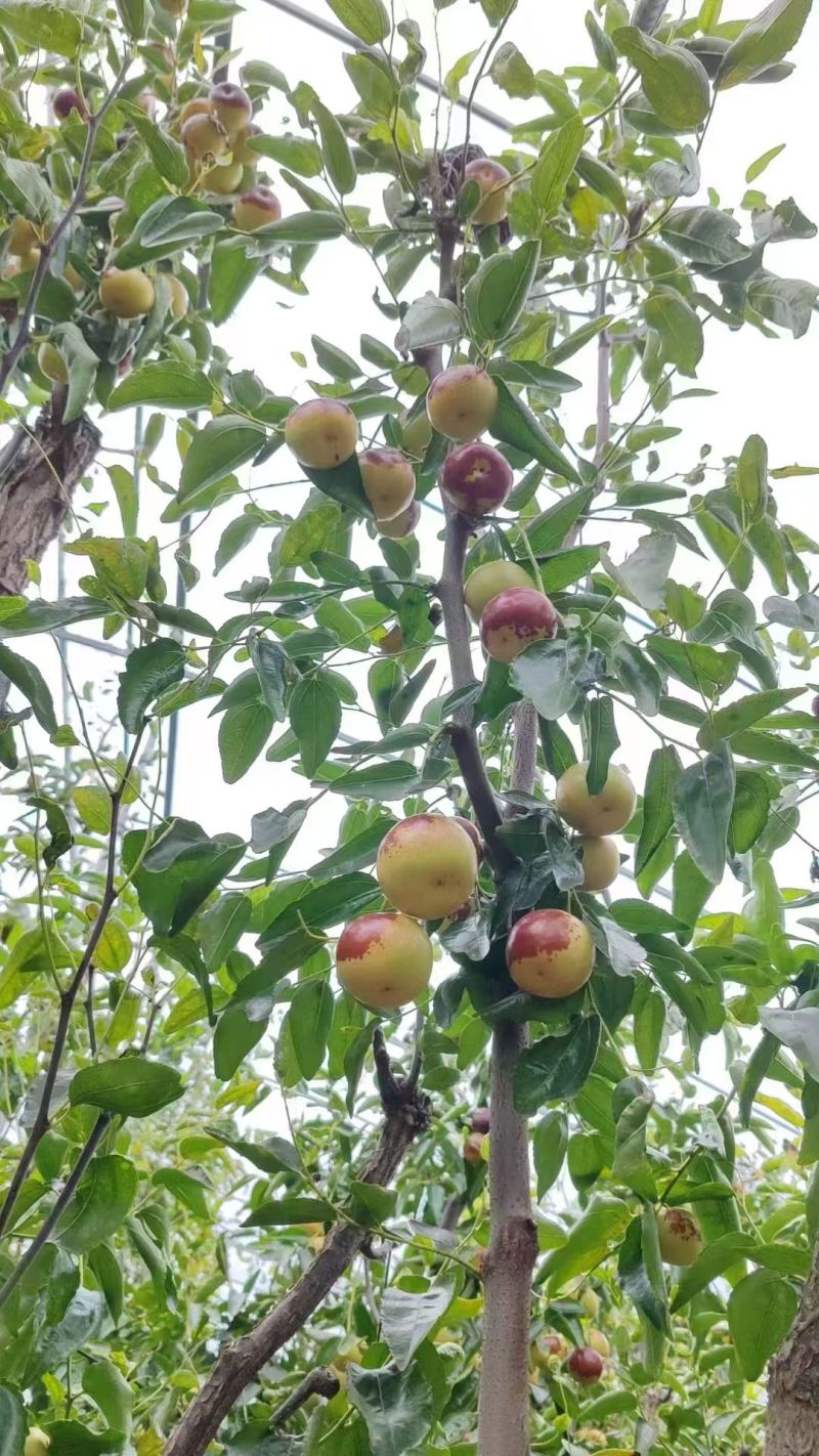 山东沾化冬枣