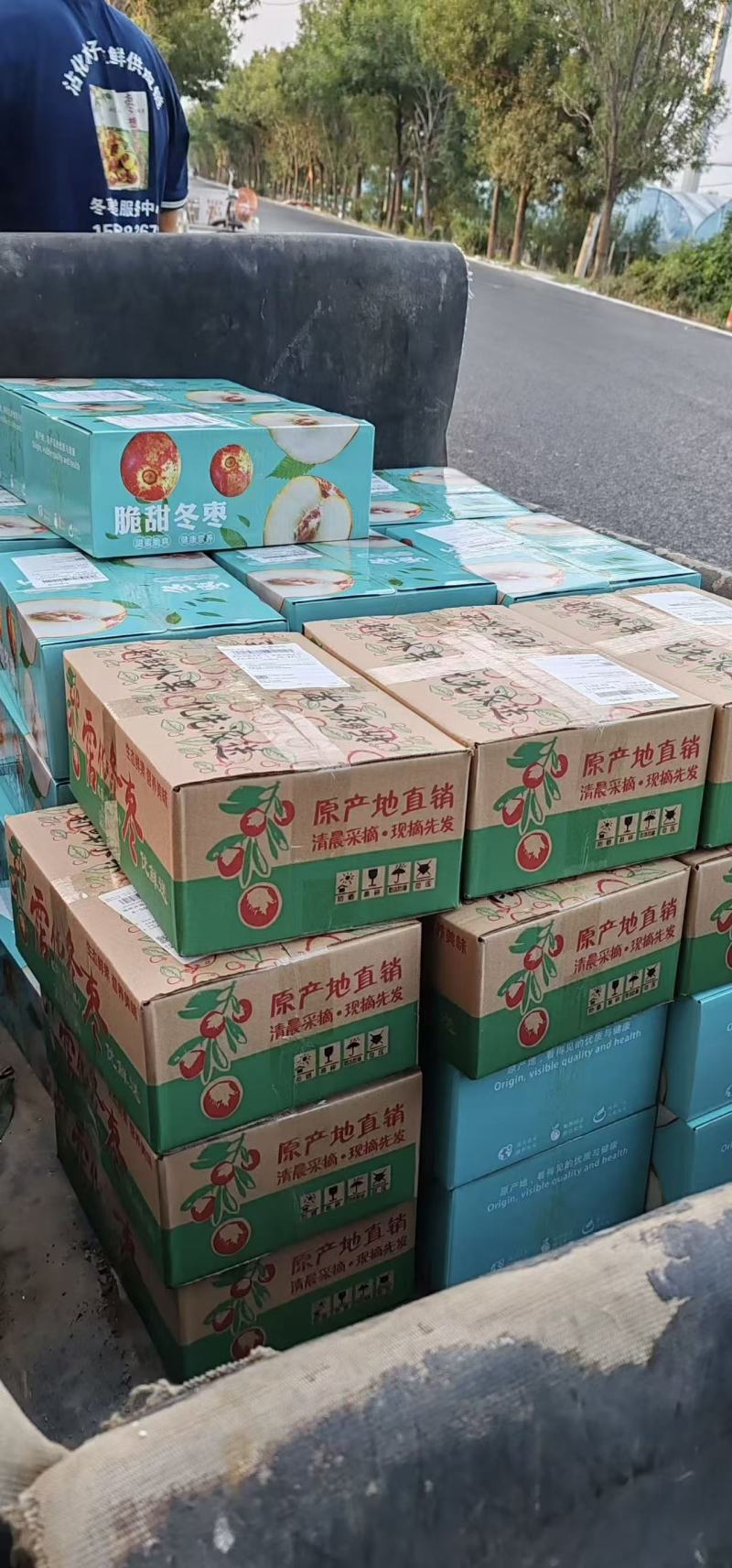 山东沾化冬枣