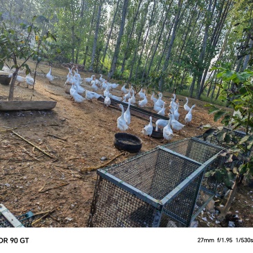 自家散养二到三年的大白鹅