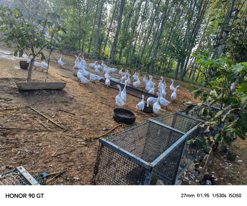 自家散养二到三年的大白鹅