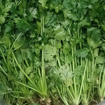 中叶香菜