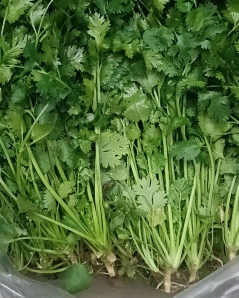 中叶香菜