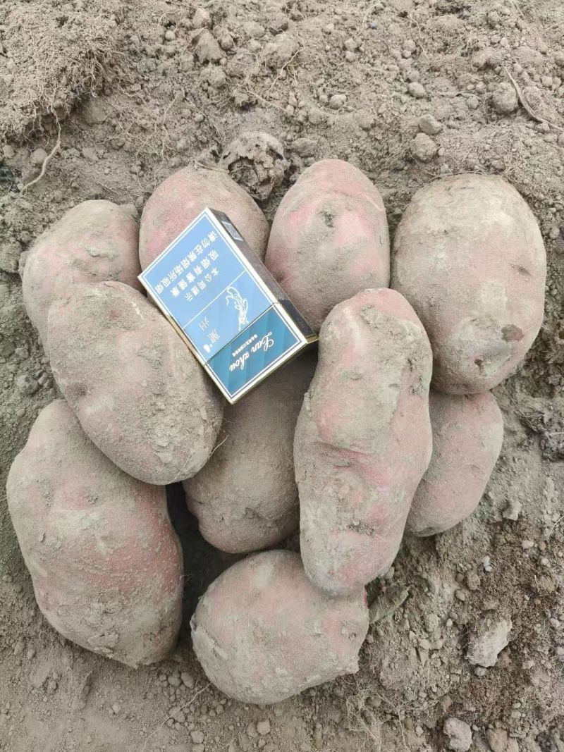 精品青薯九号半斤以上红皮黄心