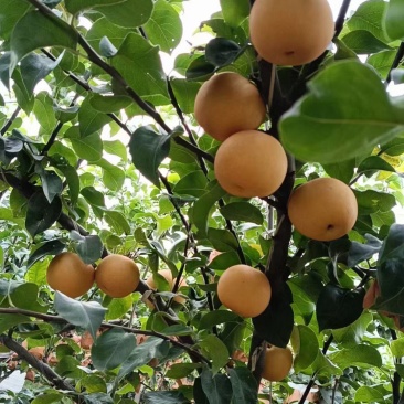 黄河滩区秋月梨