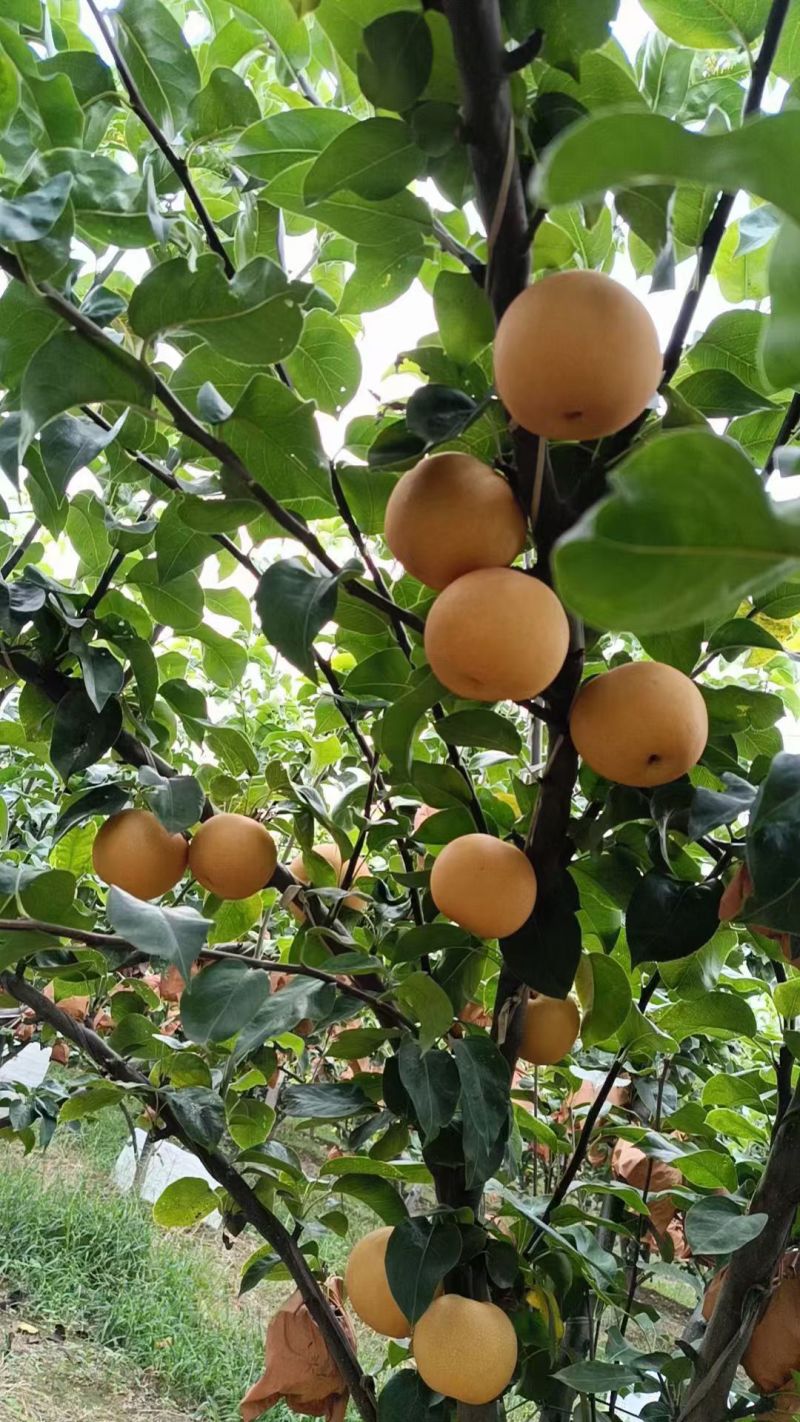 黄河滩区秋月梨