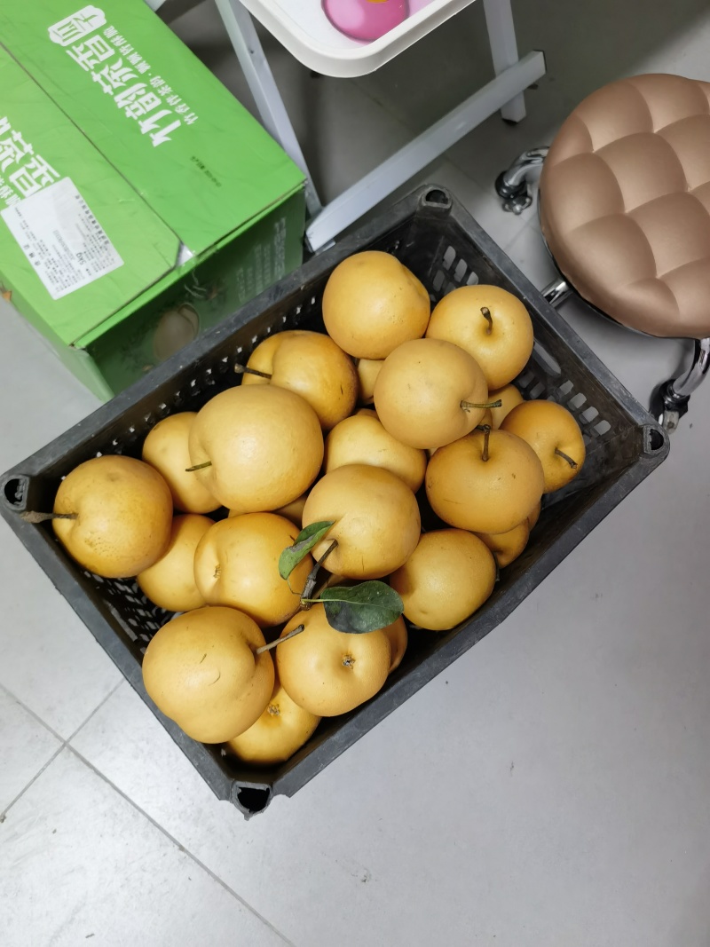 黄河滩区秋月梨