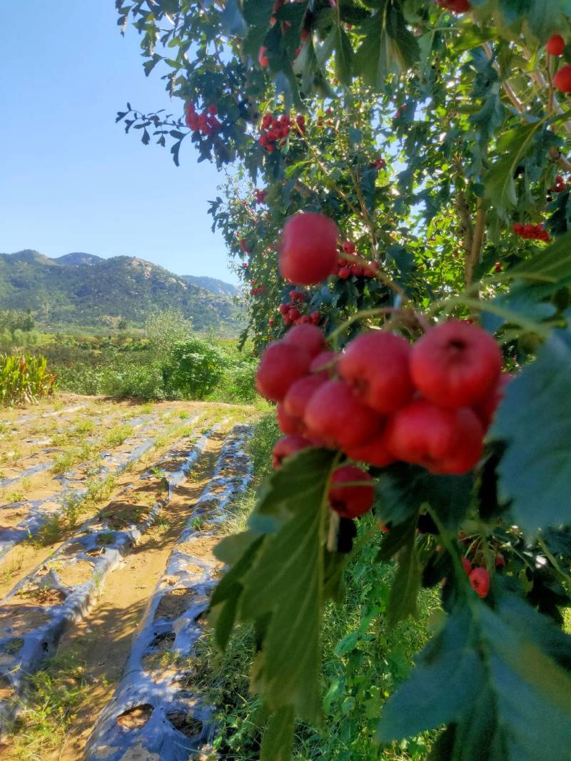 沂蒙山区的山楂