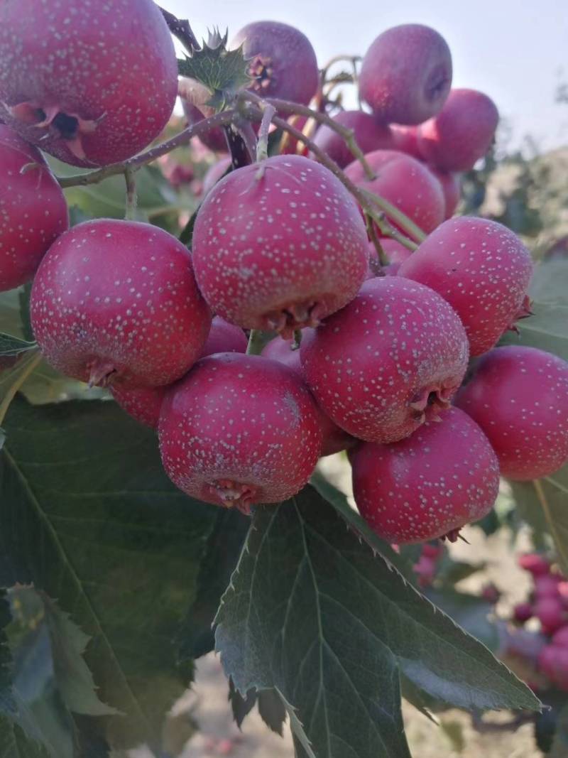沂蒙山区的山楂