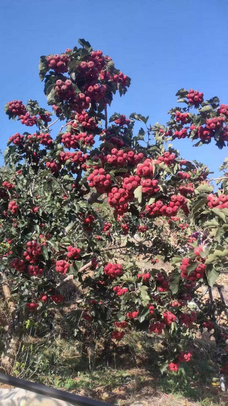 沂蒙山区的山楂