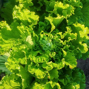 十多万斤大白菜