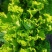 十多万斤大白菜