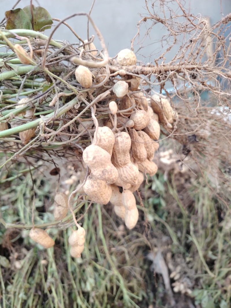 湿花生
