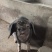 活猪