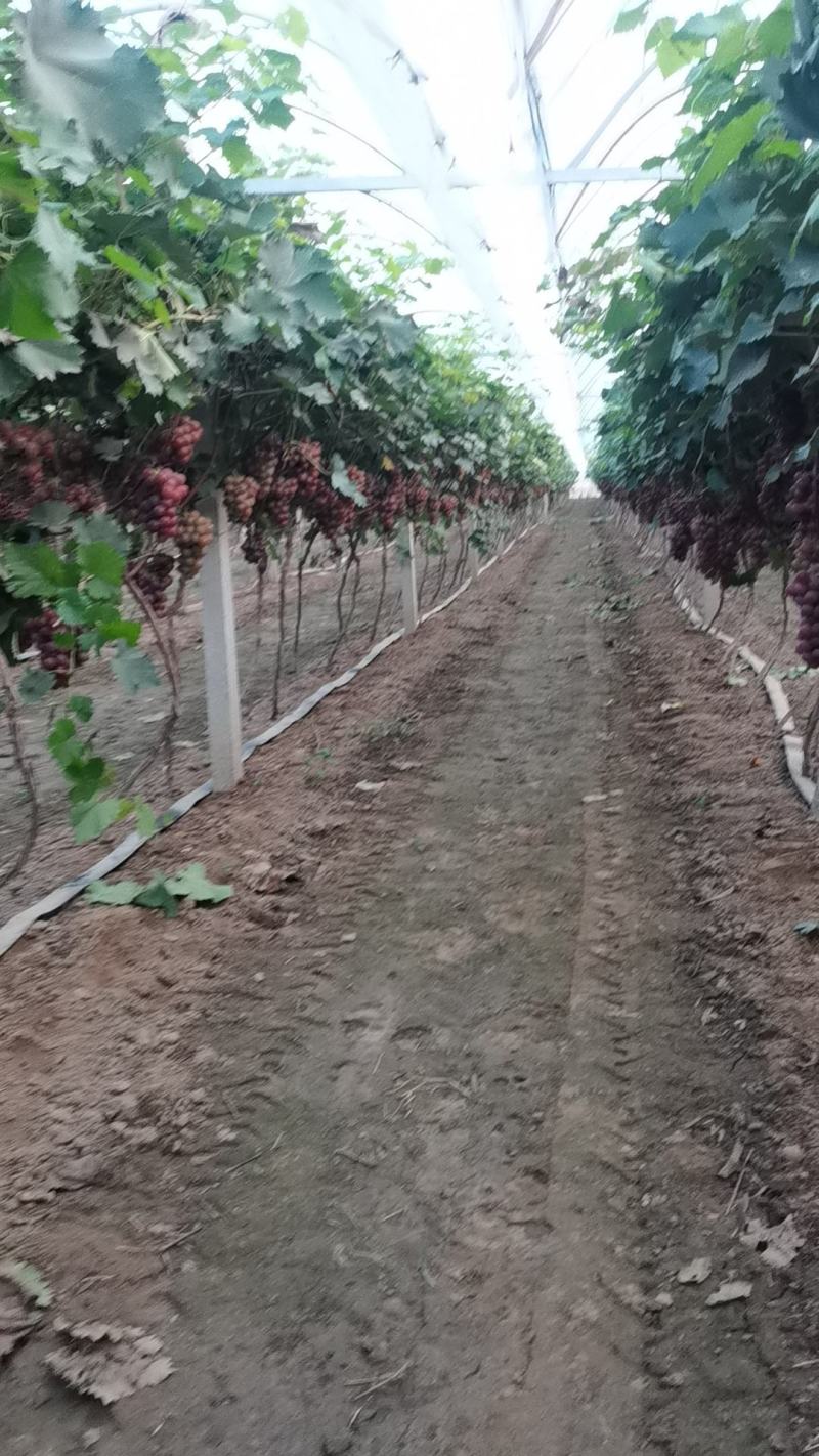 巨峰葡萄