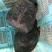 鱼鳖套养生态甲鱼