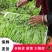 豌豆尖有货批发代发火锅店面馆预订
