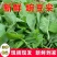 豌豆尖有货批发代发火锅店面馆预订