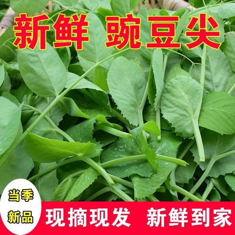 豌豆尖有货批发代发火锅店面馆预订