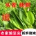 豌豆尖有货批发代发火锅店面馆预订