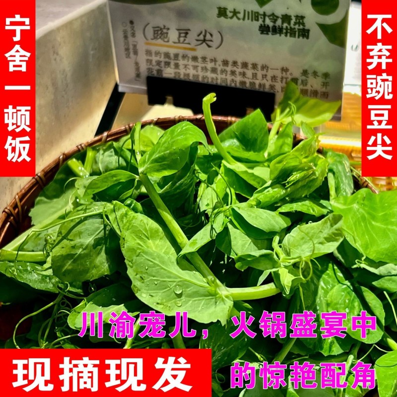 豌豆尖有货批发代发火锅店面馆预订