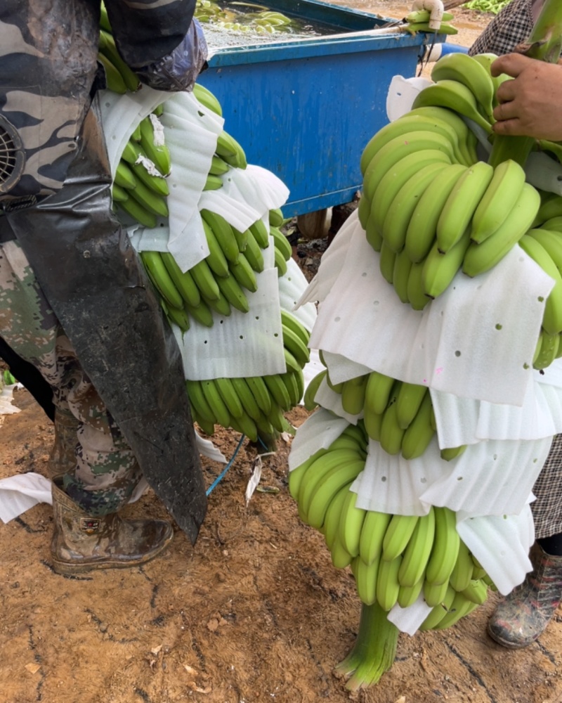 整车采购提供人工包装货运调度