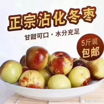 山东沾化冬枣