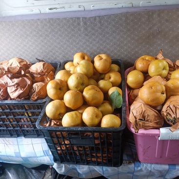 黄金梨。