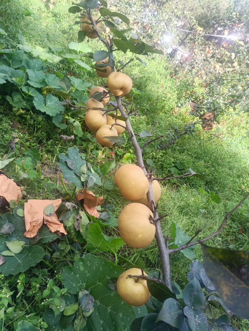 黄金梨。