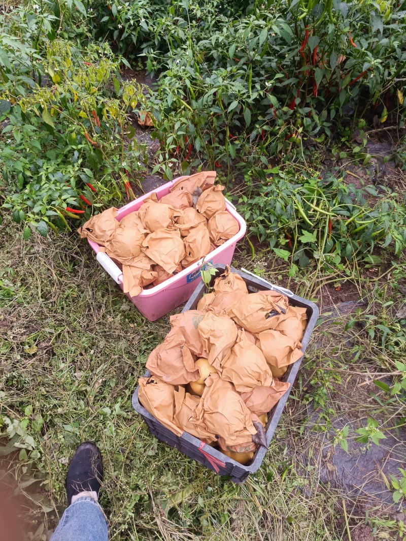 黄金梨。