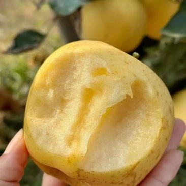 山东黄金维纳斯苹果