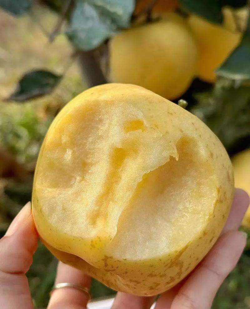 山东黄金维纳斯苹果