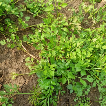 贵州野生小叶芹菜