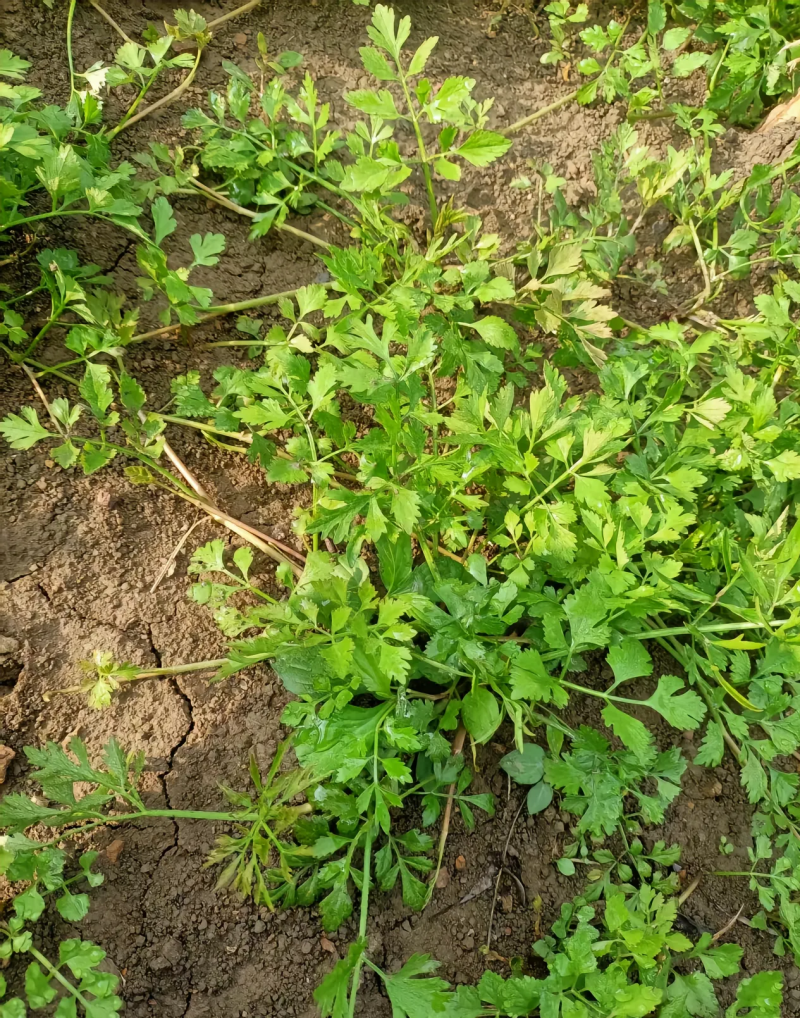 贵州野生小叶芹菜