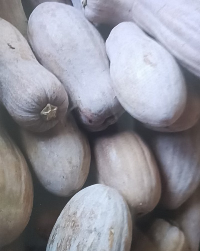 南瓜
