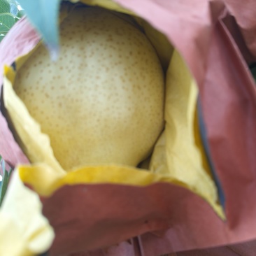 山东酥梨，个头大，脆甜多汁，核小无渣