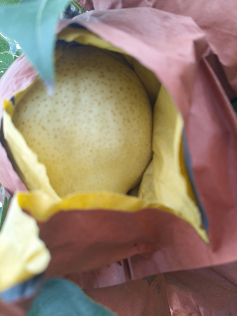 山东酥梨，个头大，脆甜多汁，核小无渣