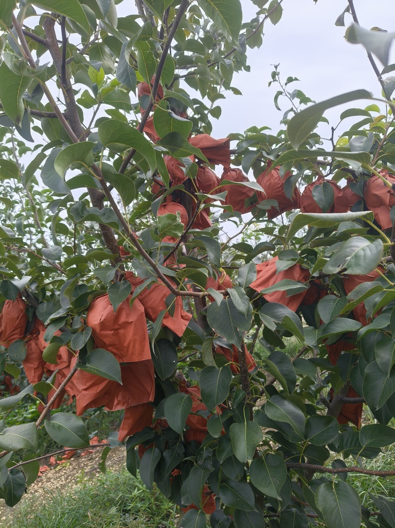 山东酥梨，个头大，脆甜多汁，核小无渣