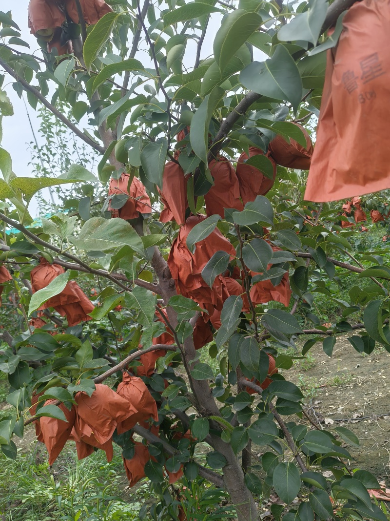 山东酥梨，个头大，脆甜多汁，核小无渣