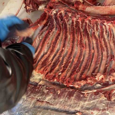 马肉，国产新鲜马肉，价格可谈