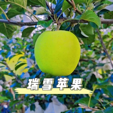 瑞雪苹果
