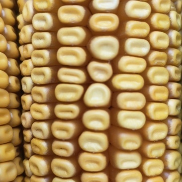 玉米粒