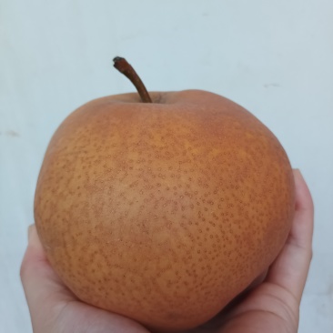 秋月梨