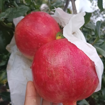 突尼斯软籽石榴